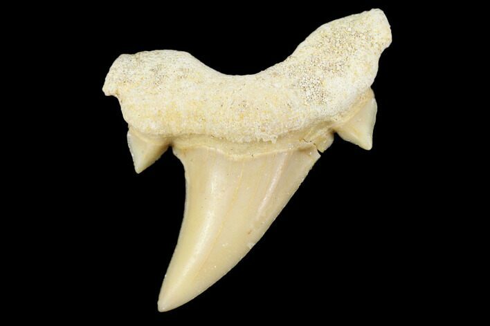 1" Fossil Otodus Shark Teeth - Khouribga, Morocco - Photo 1
